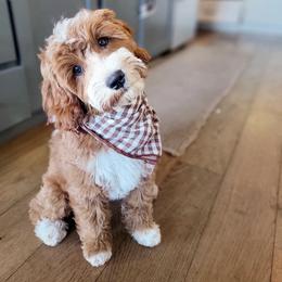 Goldendoodle Puppies from KZ Doodles