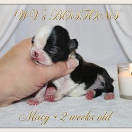 Macy - Black brindle and white female Boston Terrier puppy in North Central, Vermont from Windy Valley’s Bostons