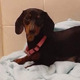 Dachshunds from Corazon Mio Dachshunds