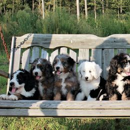 Bernedoodle and Goldendoodle Puppies from Stony Meadow Puppies