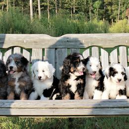 Bernedoodle and Goldendoodle Puppies from Stony Meadow Puppies