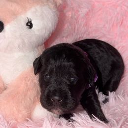 Judo - Tri-color female Labradoodle puppy in Beecher, Illinois from Erica’s Doodles