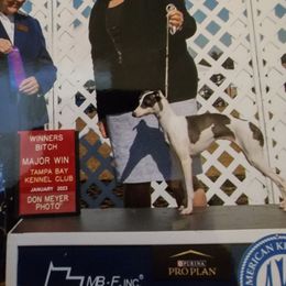 Denim - Italian Greyhound