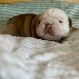 Apollo - Fawn and white male Bulldog puppy in Fort White, Florida from Bullgodz English Bulldogs