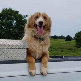 Max - Miniature Australian Shepherd