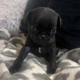Kiwi - Black male Pug puppy in Onalaska, Washington from Cupid’s Pugs