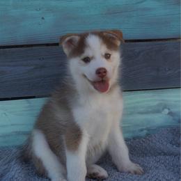 Dan - Chocolate male Pomsky puppy in Krum, Texas from Paw-Some Pomskies