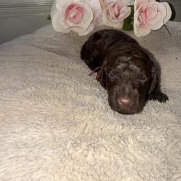 Girl 3 - female Poodle puppy in Winterville, Georgia from Villa Rosa Poodles