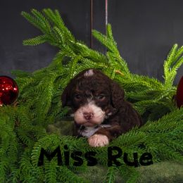 Missy Rue - Tri-color female Bernedoodle puppy in Gentry, Arkansas from WWBar Bernedoodles