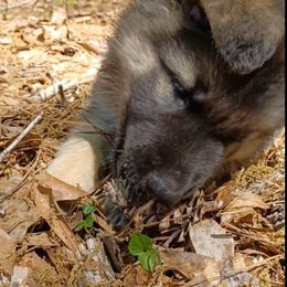 Shiloh Shepherd Puppies from Orchard Hills Shilohs