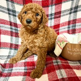 Goldendoodle and Poodle Puppies from The Henry Doodles