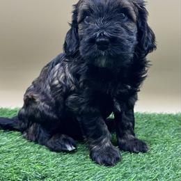 Carbon - Phantom male Goldendoodle puppy in Hendersonville, North Carolina from Kim's Cove Dog Co.
