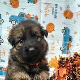 Girl 1 - Sable German Shepherd puppy in Ocala, Florida from Guardian Shepherds