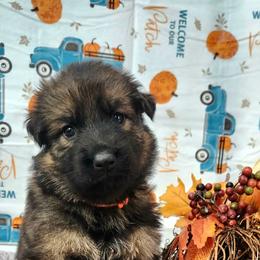 Girl 1 - Sable German Shepherd puppy in Ocala, Florida from Guardian Shepherds