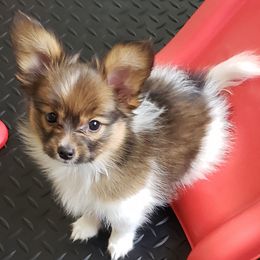 Papillon Puppies from Penny Willow Papillons