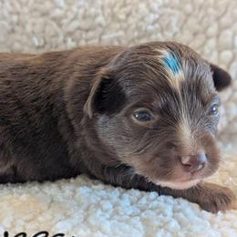 Iveco - Red tri male Toy Australian Shepherd puppy in Mountain Home, Idaho from LJK Boxers & Toy Aussies