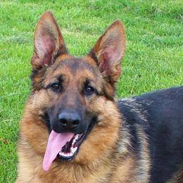 German Shepherd puppies from Von Kunstlerisch