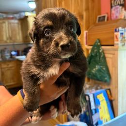Gnocchi - Black tri-color female Australian Shepherd puppy in Altmar, New York from E&C Australian Shepherds