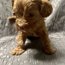 Australian Labradoodle Puppies from Cali Dream Doodles