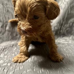 Australian Labradoodle Puppies from Cali Dream Doodles