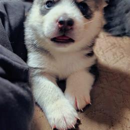 Pomsky Puppies from Nebula Ranch Pomskies