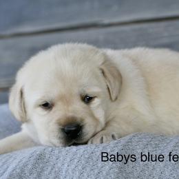 Blue female - Yellow female Labrador Retriever puppy in Mississippi from Sure Shot English Labs