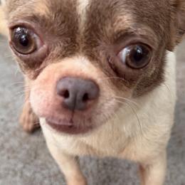 Sky - Blue female Chihuahua puppy in New Port Richey, Florida from The Wolf Pack