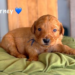 Blarney - Red  male Goldendoodle puppy in Lancaster, Minnesota from North Star Dog Training