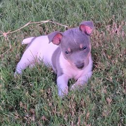 Otto - White and blue male Teddy Roosevelt Terrier puppy in Claremore, Oklahoma from Travelin' Man Terriers