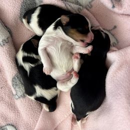 Biewer Terrier Puppies from Bouquet Biewers