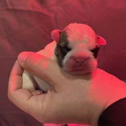 French Bulldog Puppies from Pawcific Coast Bullies