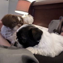 Shih Tzu and Shorkie Puppies from Shorkie & Shih Tzu Haven