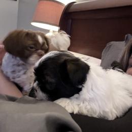 Shih Tzu and Shorkie Puppies from Shorkie & Shih Tzu Haven