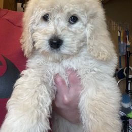 Goldendoodle Puppies from Doodle Paradise
