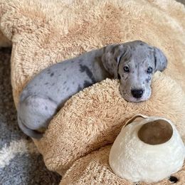 Great Danes from Johnson's Great Danes