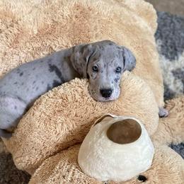 Great Danes from Johnson's Great Danes