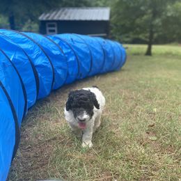 Labradoodle and Poodle All Grown Up from Nacadoodles
