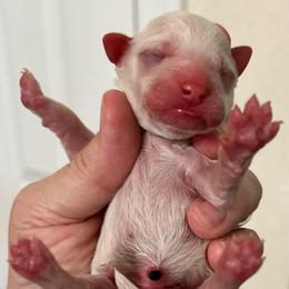 Chester - Parti male Poodle puppy in Mineral Wells, Texas from S.H.A.R.P.’s Toy Poodles