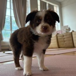 Lorena - Red tri-color female Miniature American Shepherd puppy in Terryville, Connecticut from Spirited Aussies