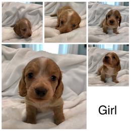 AKC Girl 1 - Red female Dachshund puppy in Bolivar Peninsula, Texas from A and G Dachsunds
