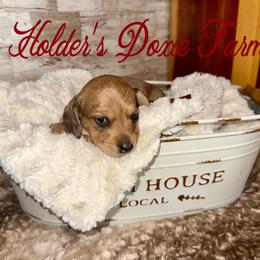 Sierra - Cream female Dachshund puppy in Atwood, Oklahoma from Holder’s Doxie Farm