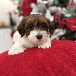 Angel - Red sable female Havanese puppy in South Jordan, Utah from Lady Paws Puppies - Cassie