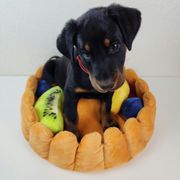 Strawberry - Black and rust female Beauceron puppy in Seattle, Washington from SilverStruck Kennels