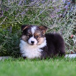 Hex - Black and tan male Pembroke Welsh Corgi puppy in Mona, Utah from Sorensen Corgis