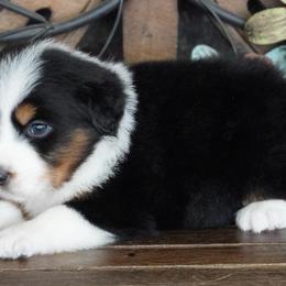 Caddy BTM - Black tri male Miniature Australian Shepherd puppy in Lawton, Oklahoma from Lindsey’s Aussies