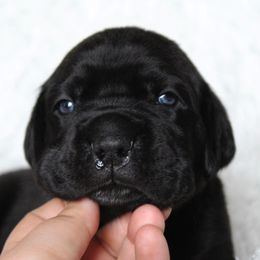 Cane Corso Puppies from Big Country Cane Corso