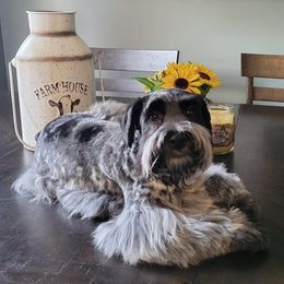 Kodak - Miniature Schnauzer