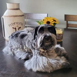 Kodak - Miniature Schnauzer
