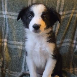 Bagel - Black and white male Border Collie puppy in East Brady, Pennsylvania from Riverwood