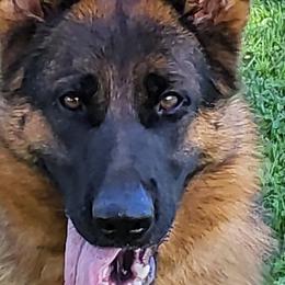 Quanza - German Shepherd